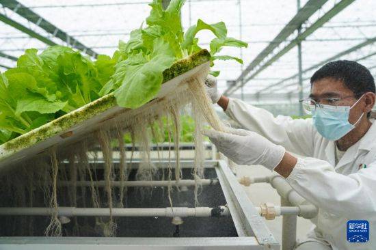 “植物工厂”里看丰收智慧